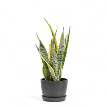 Load image into Gallery viewer, Yellow Snake Plant (S) in Ecopots