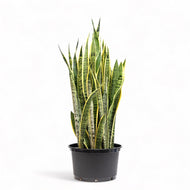 Yellow Snake Plant (XL) in Nursery Pot