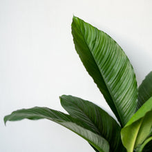 Load image into Gallery viewer, Lush Sensation Plant (L) in Ecopots