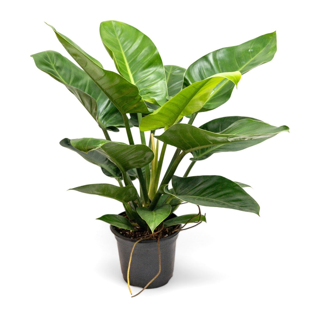 imperial green philodendron price philippines Philodendron Imperial Green (M) in Nursery Pot – Shopleaf Plant Studio