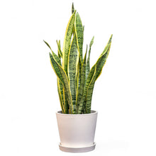 Load image into Gallery viewer, Yellow Snake Plant (L) in Ecopots