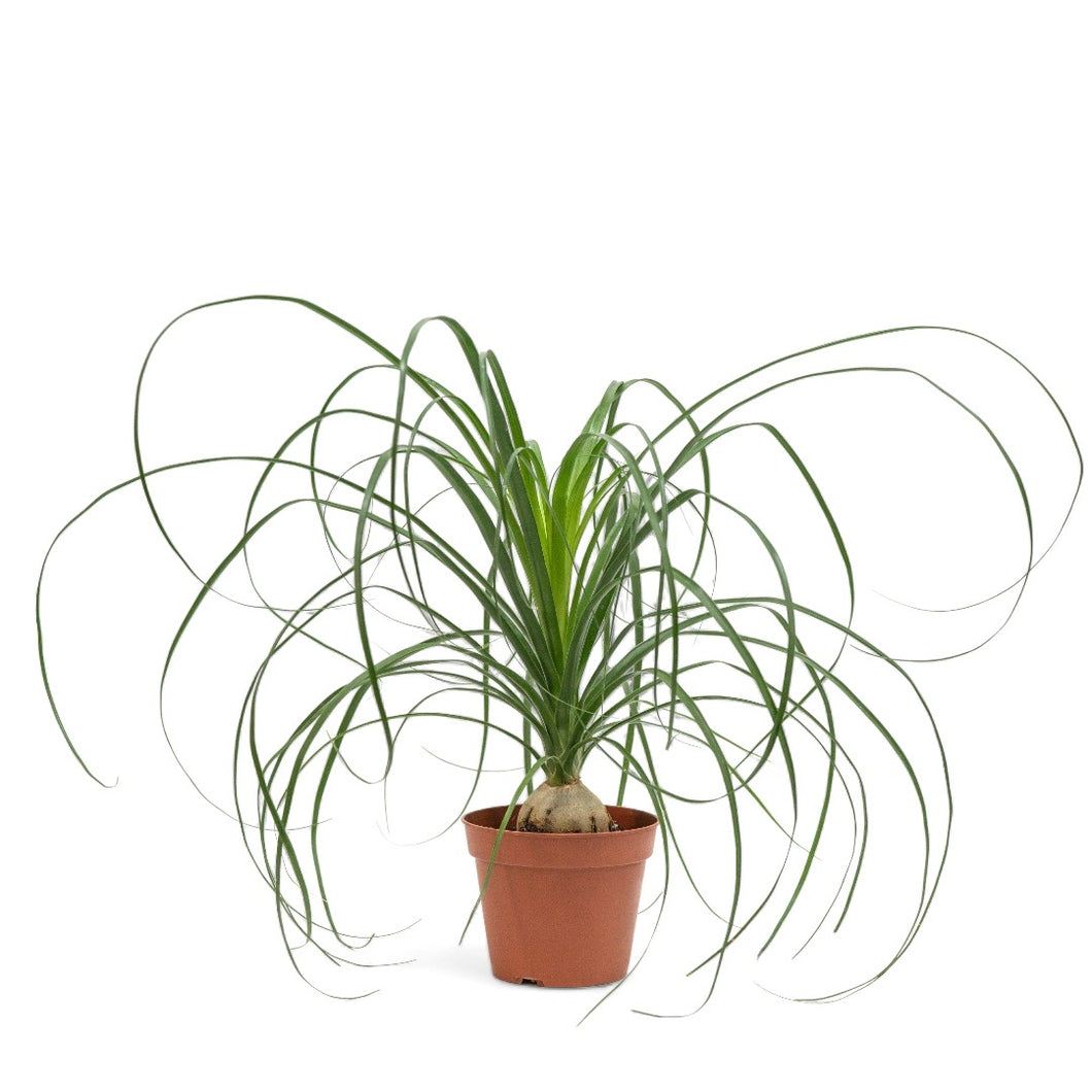 Ponytail Palm (S) in Nursery Pot