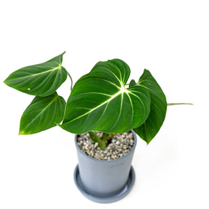 Philodendron gloriosum