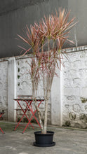 Load image into Gallery viewer, Dracaena Marginata ‘Red’ (L) in Nursery Pot