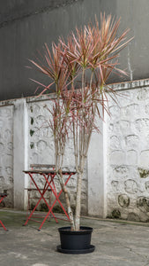 Dracaena Marginata ‘Red’ (L) in Nursery Pot