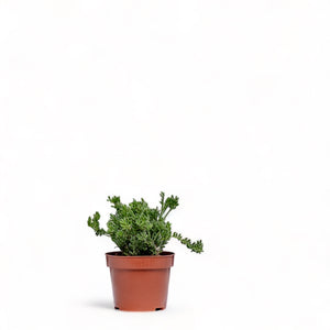 Clumpy Mistletoe Cactus (S) in Nursery Pot