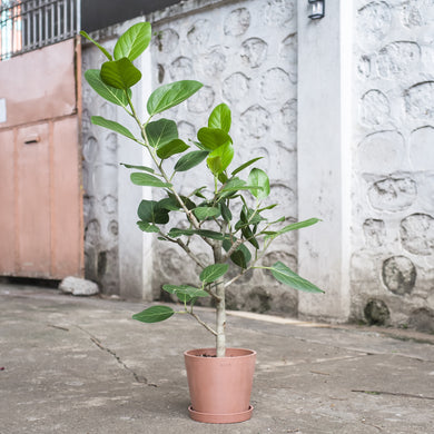 Ficus Audrey (M1) in Ecopots
