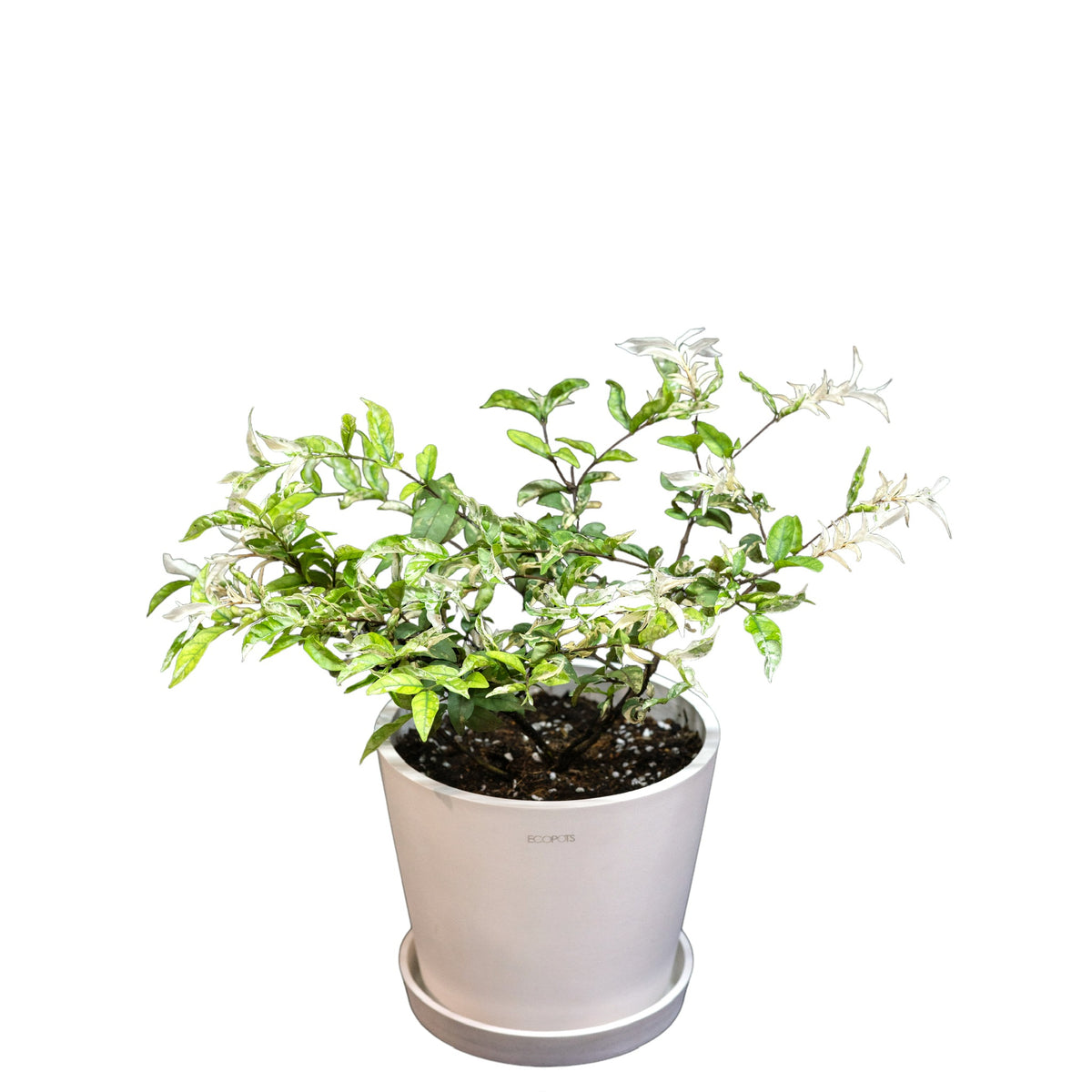 White Suamei (S) In Ecopots – Shopleaf Plant Studio