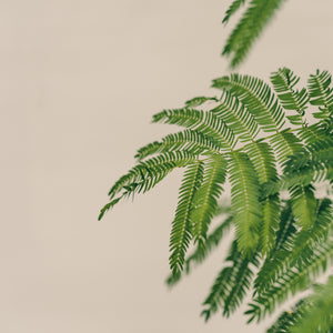 Everfresh Tree (M1) in Nursery Pot