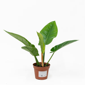 Philodendron Imperial Green
