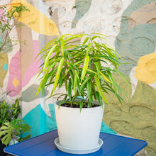 Load image into Gallery viewer, Ficus 'Amstel Green Gold' in Nursery Pot