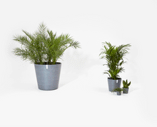 Load image into Gallery viewer, Ecopots Amsterdam 60 with Wheels