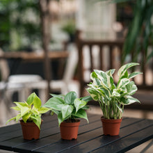 Load image into Gallery viewer, Neon Heartleaf (XS) in Nursery Pot