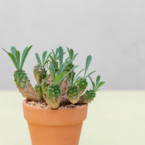 Euphorbia 'Cocklebur' (S) in Ecopots