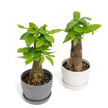 将图片加载到图库查看器，Bonsai Money Plant (M1) in Ecopots