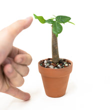 Load image into Gallery viewer, 2in1 Bonsai Money Plant (XXS) in Ecopots