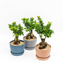 Load image into Gallery viewer, Ficus Ginseng in Ecopots