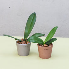 Load image into Gallery viewer, Orchid (Mini) in Ecopots