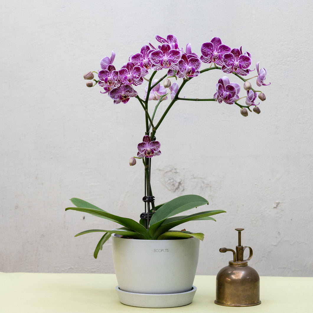 Purple White Orchid (L) in Ecopots