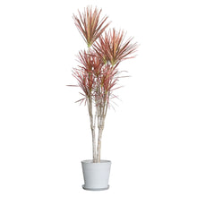 Load image into Gallery viewer, Dracaena Marginata ‘Red’ (L) in Nursery Pot