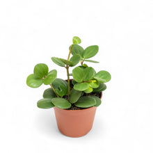 Load image into Gallery viewer, Peperomia Hope (XS) in Nursery Pot