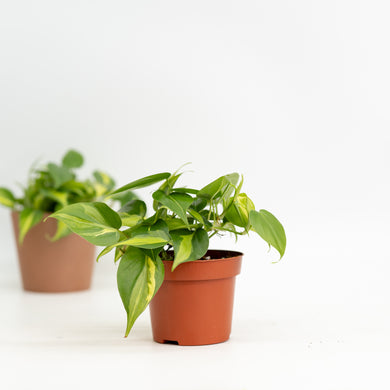 Philodendron Brasil (S) in Nursery Pot