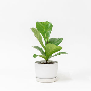 Fiddle Leaf Fig Tree (S) in Clear Pot