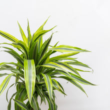 将图片加载到图库查看器，Dracaena Lemon Lime (L) in Nursery Pot