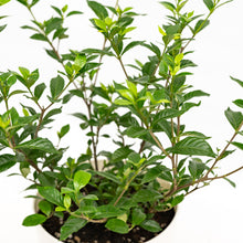Load image into Gallery viewer, Gardenia in Shopleaf Color Pot