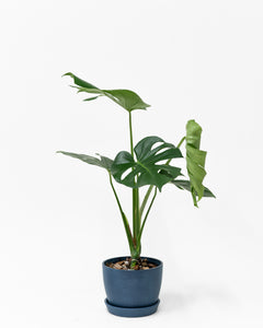 Monstera deliciosa (S) in Ecopots