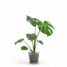 Load image into Gallery viewer, Monstera deliciosa (S) in Clear Pot