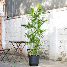 将图片加载到图库查看器，Bamboo Palm (L2) in Nursery Pot