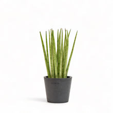 Load image into Gallery viewer, Sansevieria bunlue (XS) in Ecopots