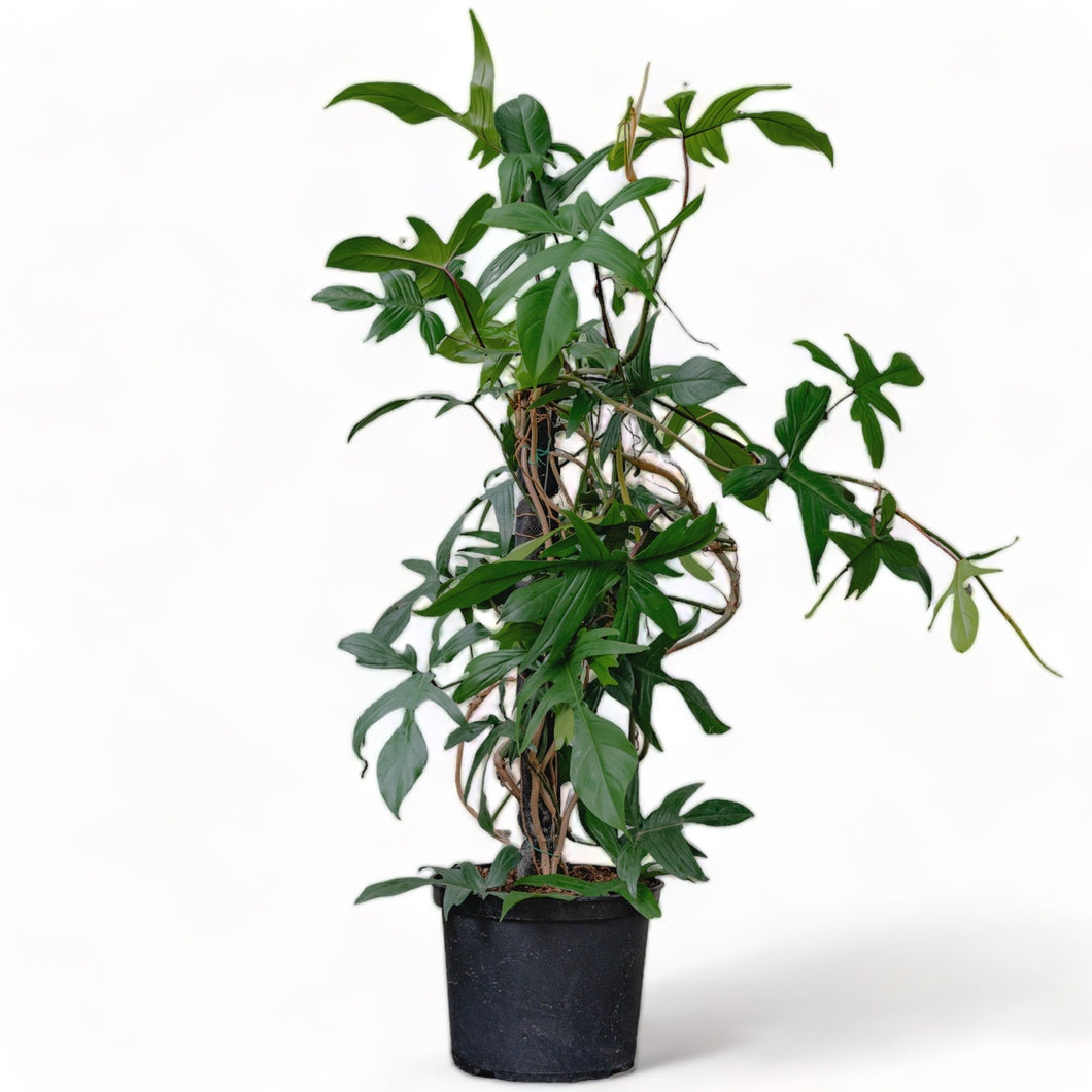reindeer philodendron Philodendron Rudolph – Shopleaf Plant Studio