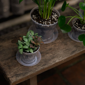 Shopleaf Fittonia Party ™️ in Clear Pot