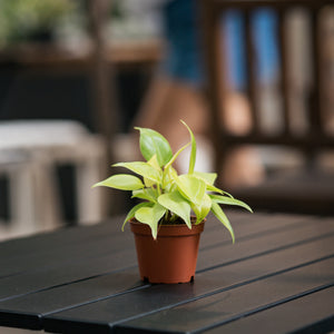 Neon Heartleaf (XS) in Nursery Pot