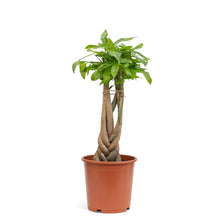 Load image into Gallery viewer, Braided Money Plant (M1) in Nursery Pot