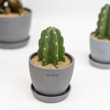 Load image into Gallery viewer, Peruvian Cactus (XXS) in Ecopots