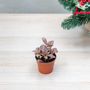 Fittonia Pink Angel (S) in Nursery Pot