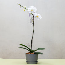 将图片加载到图库查看器，White Orchid (L) in Ecopots