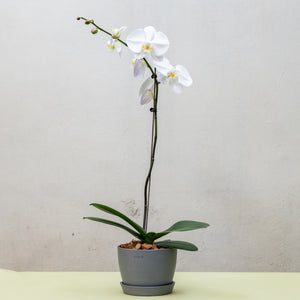 White Orchid (L) in Ecopots