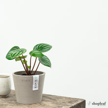 Load image into Gallery viewer, Watermelon Peperomia (S) in Ecopots