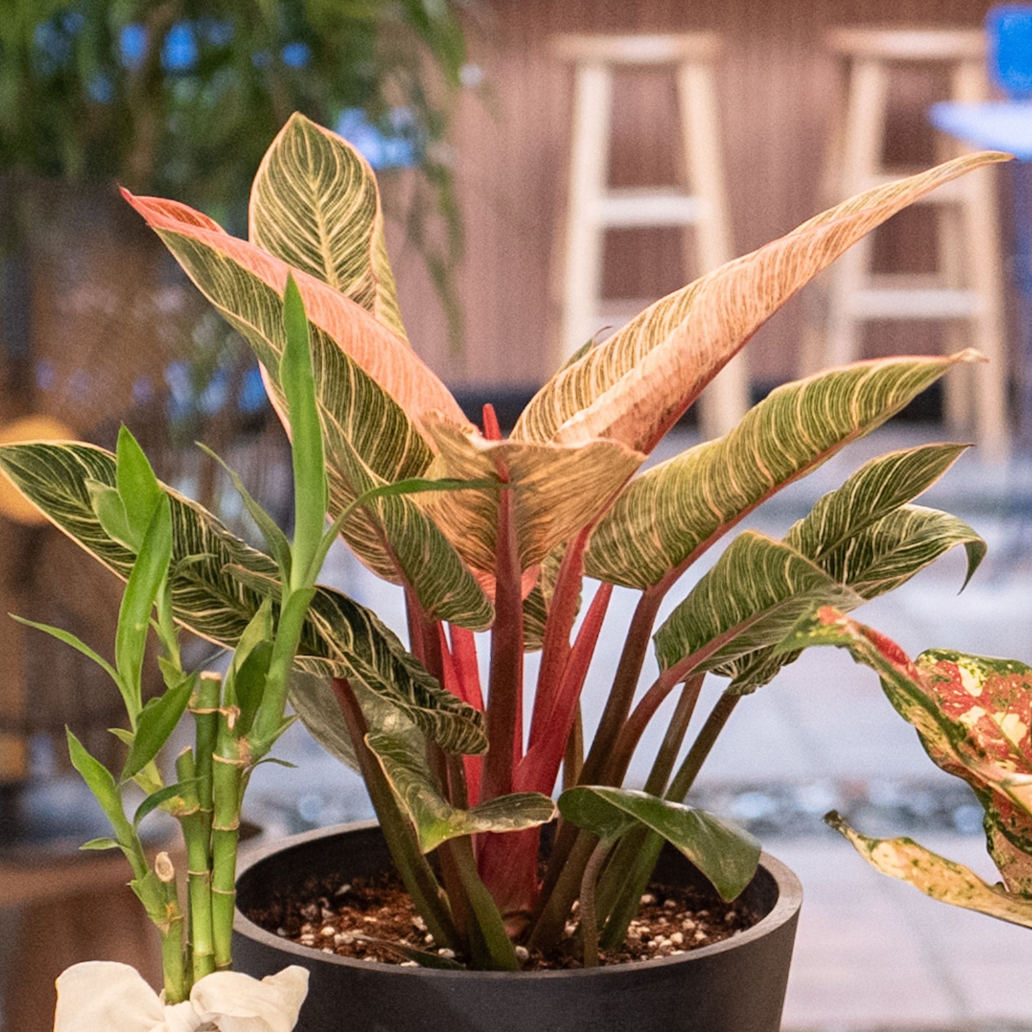 aglaonema birkin Pink Birkin (M) in Nursery Pot – Shopleaf Plant Studio