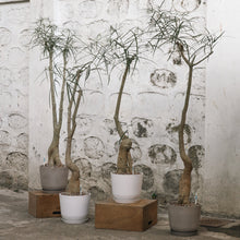 Load image into Gallery viewer, Bottle Tree (M) in Ecopots