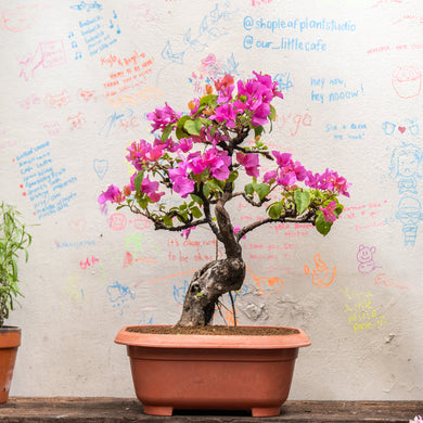 Bonsai Bougainvillea (S)(Actual Plant 1)