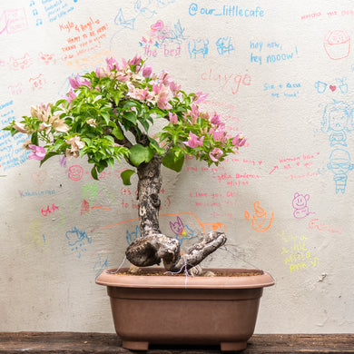 Bonsai Bougainvillea (S)(Actual Plant 2)