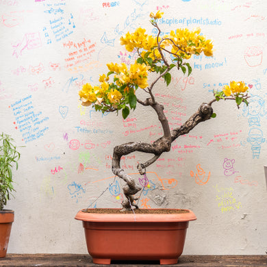 Bonsai Bougainvillea (S)(Actual Plant 3)