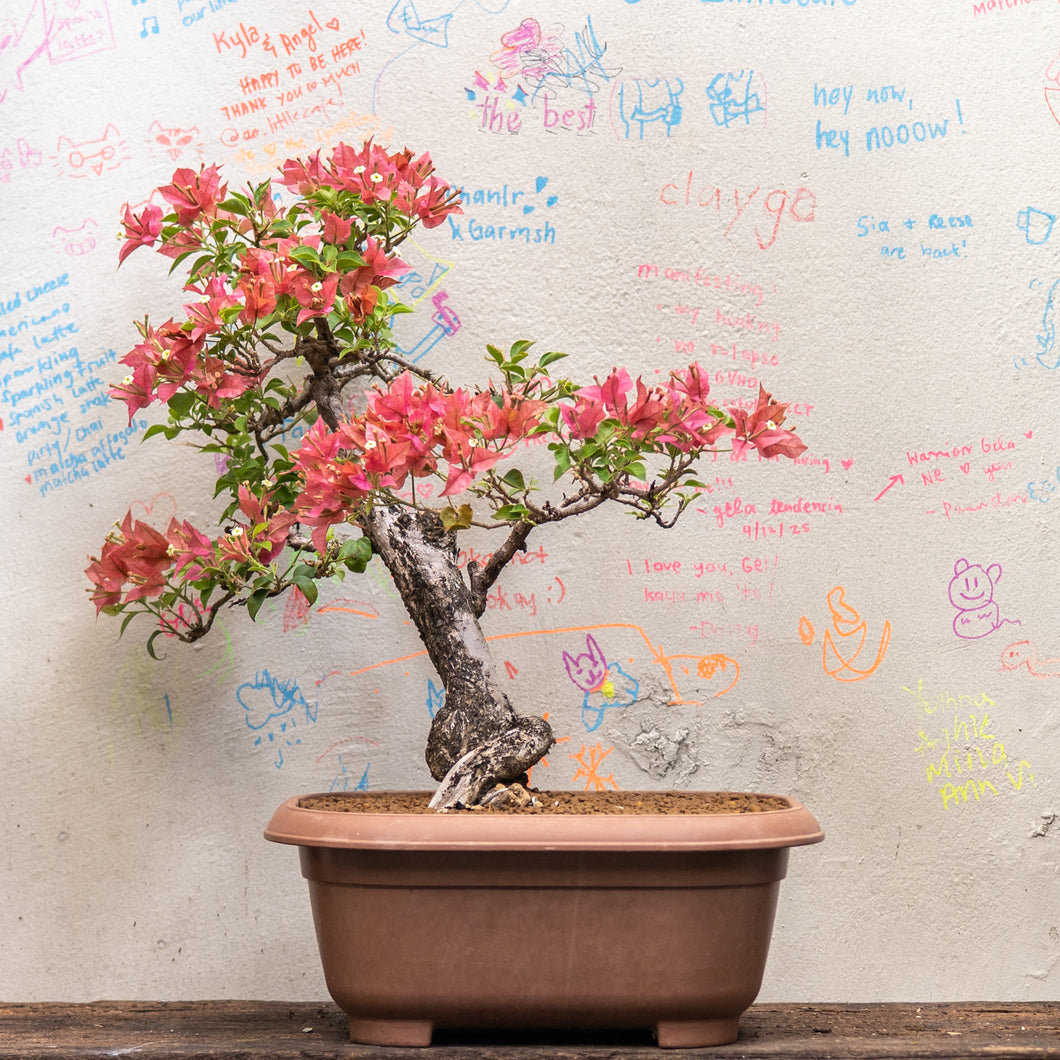 Bonsai Bougainvillea (S)(Actual Plant 4)