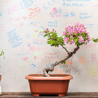 Bonsai Bougainvillea (S)(Actual Plant 5)