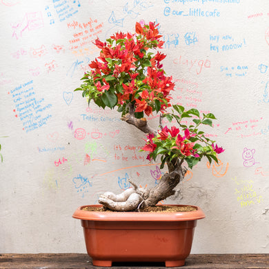 Bonsai Bougainvillea (S)(Actual Plant 6)